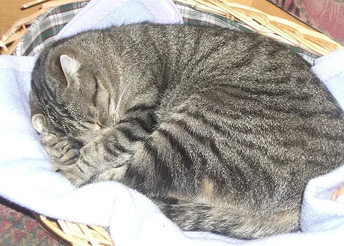 Daire Rosenhof- Premium & & Wellness &