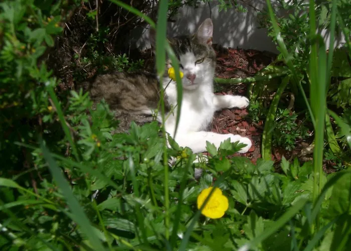 Daire Rosenhof- Premium & & Wellness & *